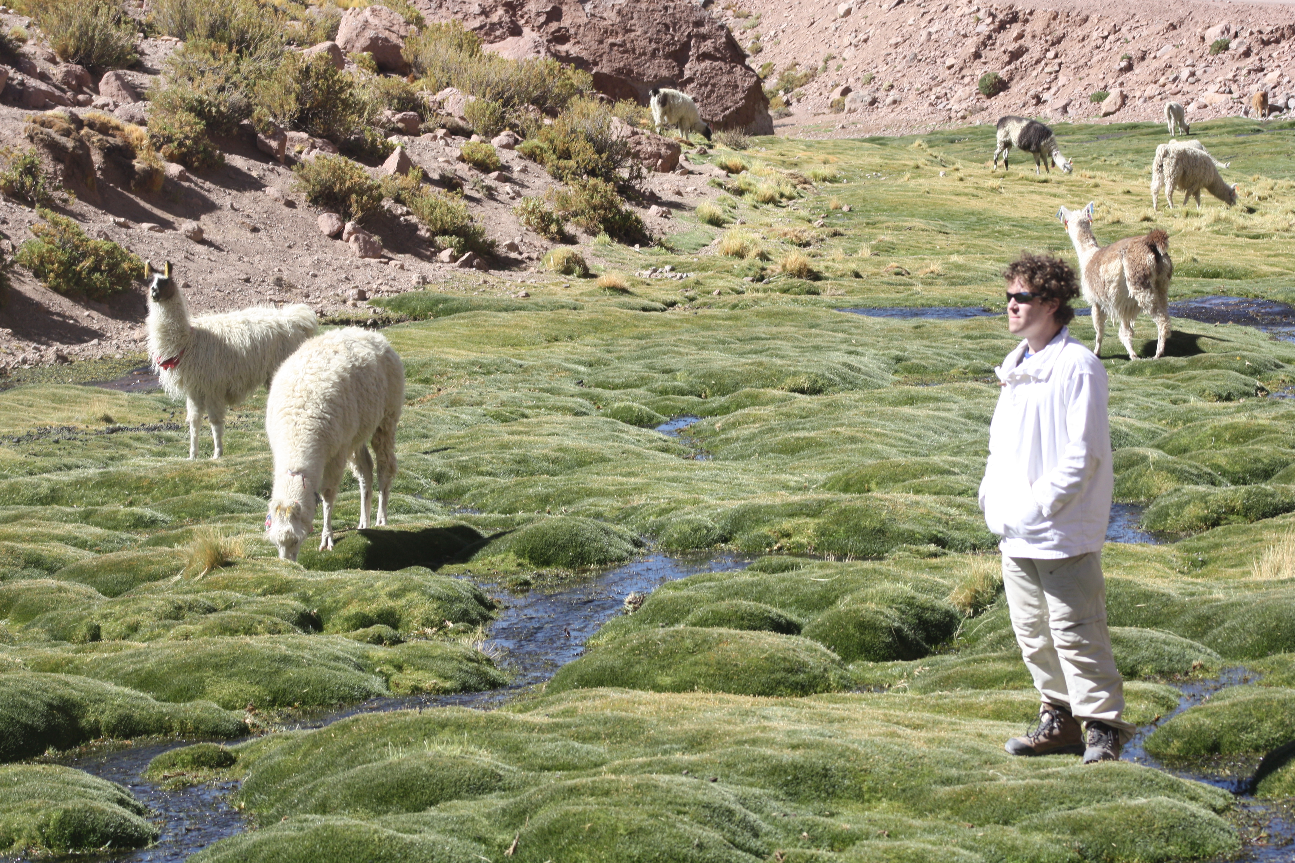 withLlamasInNorthOfChile.jpg